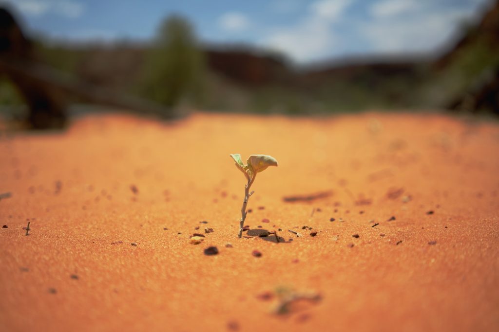Plant sprouting from the desert, some blurred greenery visible in the background